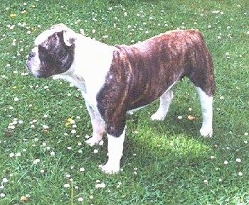 The front left side of a brindle with white Victorian Bulldog that is standing across a grass surface and it is looking to the left. The dog has a lot of extra skin, small ears and a big head.